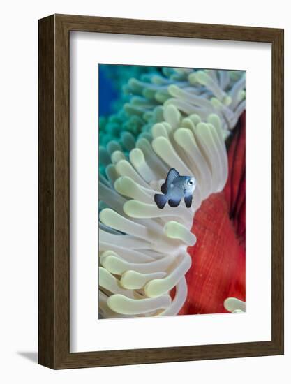 Three-Spot Damsel Fish (Dascyllus Trimaculatus)-Mark Doherty-Framed Photographic Print