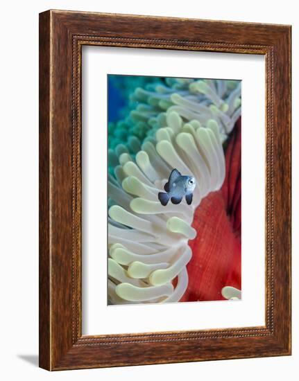 Three-Spot Damsel Fish (Dascyllus Trimaculatus)-Mark Doherty-Framed Photographic Print