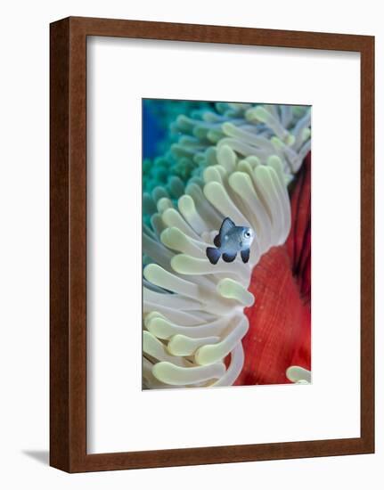 Three-Spot Damsel Fish (Dascyllus Trimaculatus)-Mark Doherty-Framed Photographic Print