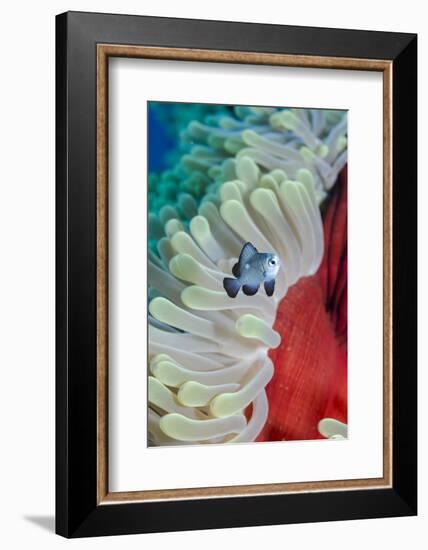 Three-Spot Damsel Fish (Dascyllus Trimaculatus)-Mark Doherty-Framed Photographic Print