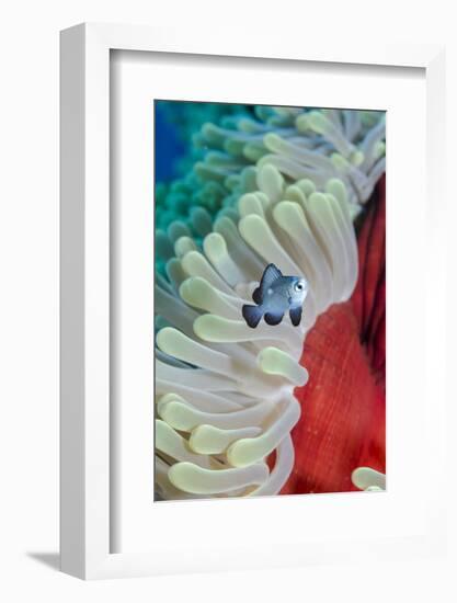 Three-Spot Damsel Fish (Dascyllus Trimaculatus)-Mark Doherty-Framed Photographic Print