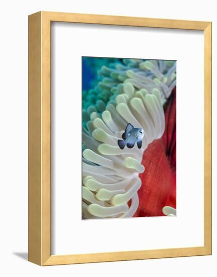 Three-Spot Damsel Fish (Dascyllus Trimaculatus)-Mark Doherty-Framed Photographic Print