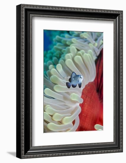 Three-Spot Damsel Fish (Dascyllus Trimaculatus)-Mark Doherty-Framed Photographic Print