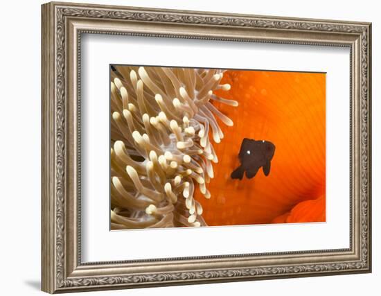 Three spot damselfish (Dascyllus trimaculatus) with Sea anemone home, Yap, Micronesia-David Fleetham-Framed Photographic Print