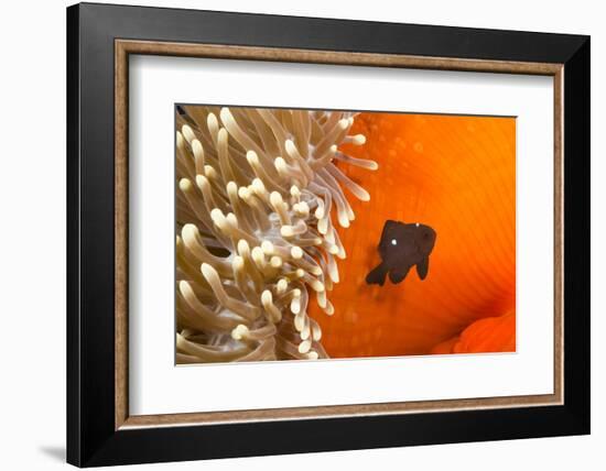 Three spot damselfish (Dascyllus trimaculatus) with Sea anemone home, Yap, Micronesia-David Fleetham-Framed Photographic Print