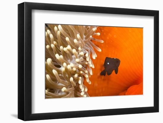 Three spot damselfish (Dascyllus trimaculatus) with Sea anemone home, Yap, Micronesia-David Fleetham-Framed Photographic Print