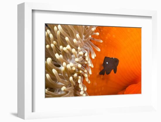 Three spot damselfish (Dascyllus trimaculatus) with Sea anemone home, Yap, Micronesia-David Fleetham-Framed Photographic Print