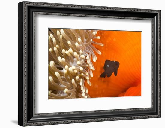 Three spot damselfish (Dascyllus trimaculatus) with Sea anemone home, Yap, Micronesia-David Fleetham-Framed Photographic Print