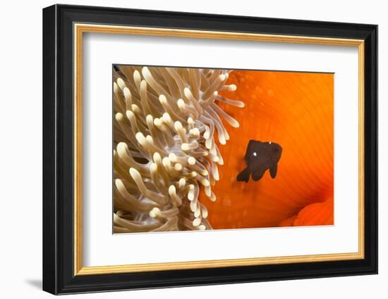 Three spot damselfish (Dascyllus trimaculatus) with Sea anemone home, Yap, Micronesia-David Fleetham-Framed Photographic Print