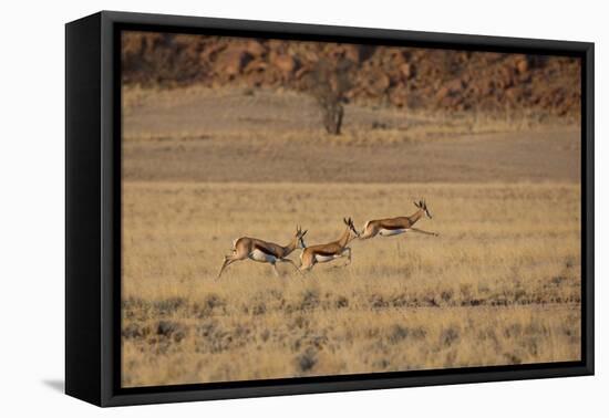 Three Springbok on the Run in Namib-Naukluft National Park-Alex Saberi-Framed Premier Image Canvas