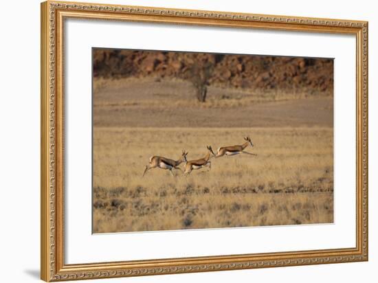 Three Springbok on the Run in Namib-Naukluft National Park-Alex Saberi-Framed Photographic Print