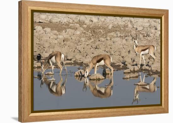 Three Springbok pause to drink at the Okaukuejo waterhole, Etosha National Park, Namibia.-Brenda Tharp-Framed Premier Image Canvas