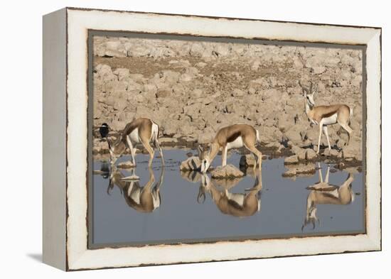 Three Springbok pause to drink at the Okaukuejo waterhole, Etosha National Park, Namibia.-Brenda Tharp-Framed Premier Image Canvas