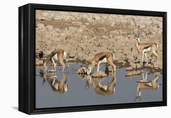 Three Springbok pause to drink at the Okaukuejo waterhole, Etosha National Park, Namibia.-Brenda Tharp-Framed Premier Image Canvas