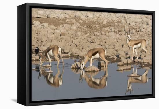 Three Springbok pause to drink at the Okaukuejo waterhole, Etosha National Park, Namibia.-Brenda Tharp-Framed Premier Image Canvas