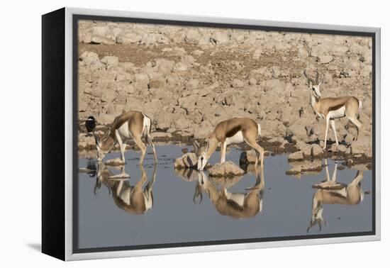 Three Springbok pause to drink at the Okaukuejo waterhole, Etosha National Park, Namibia.-Brenda Tharp-Framed Premier Image Canvas