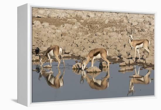 Three Springbok pause to drink at the Okaukuejo waterhole, Etosha National Park, Namibia.-Brenda Tharp-Framed Premier Image Canvas