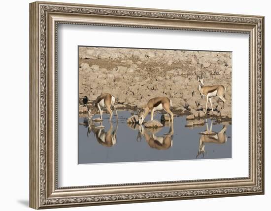 Three Springbok pause to drink at the Okaukuejo waterhole, Etosha National Park, Namibia.-Brenda Tharp-Framed Photographic Print