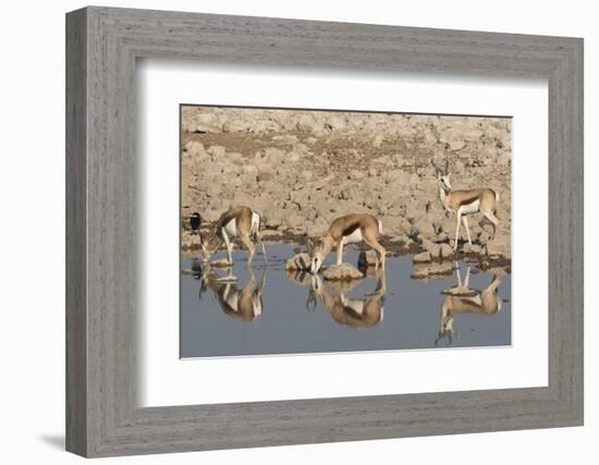 Three Springbok pause to drink at the Okaukuejo waterhole, Etosha National Park, Namibia.-Brenda Tharp-Framed Photographic Print