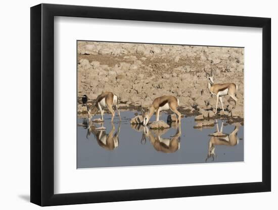 Three Springbok pause to drink at the Okaukuejo waterhole, Etosha National Park, Namibia.-Brenda Tharp-Framed Photographic Print