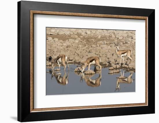 Three Springbok pause to drink at the Okaukuejo waterhole, Etosha National Park, Namibia.-Brenda Tharp-Framed Photographic Print