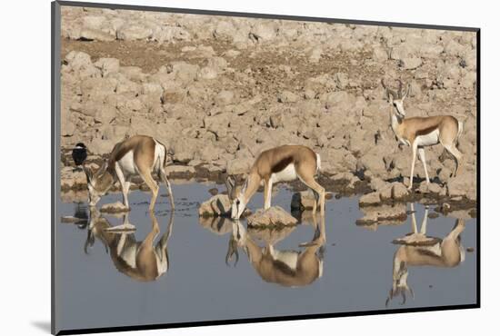 Three Springbok pause to drink at the Okaukuejo waterhole, Etosha National Park, Namibia.-Brenda Tharp-Mounted Photographic Print