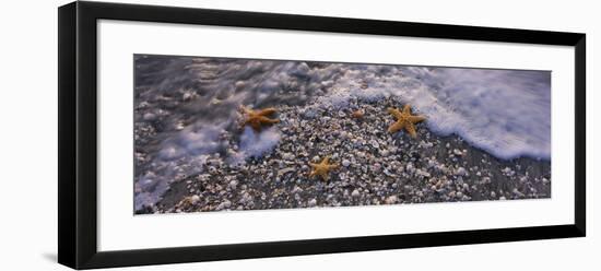 Three Starfish on the Beach, Gulf of Mexico, Florida, USA-null-Framed Photographic Print