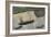 Three Steamers (Oil & Pencil on Board)-Alfred Wallis-Framed Giclee Print