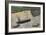Three Steamers (Oil & Pencil on Board)-Alfred Wallis-Framed Giclee Print