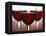 Three Stemmed Glasses of Red Wine-Steve Lupton-Framed Premier Image Canvas