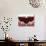 Three Stemmed Glasses of Red Wine-Steve Lupton-Photographic Print displayed on a wall