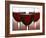 Three Stemmed Glasses of Red Wine-Steve Lupton-Framed Photographic Print