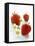Three Strawberries-Klaus Arras-Framed Premier Image Canvas