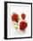 Three Strawberries-Klaus Arras-Framed Photographic Print