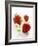 Three Strawberries-Klaus Arras-Framed Photographic Print