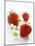 Three Strawberries-Klaus Arras-Mounted Photographic Print