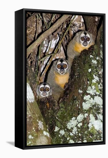 Three-striped Owl Monkeys-Tony Camacho-Framed Premier Image Canvas