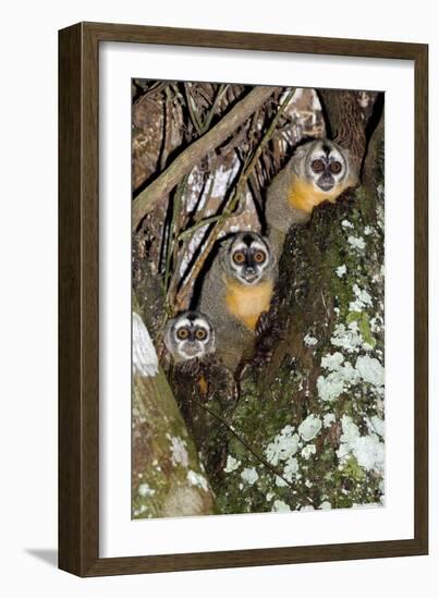 Three-striped Owl Monkeys-Tony Camacho-Framed Photographic Print