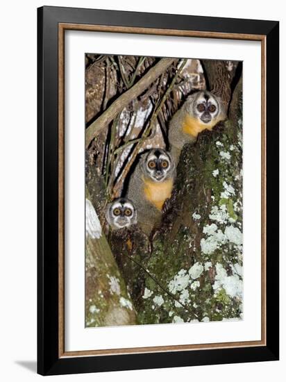 Three-striped Owl Monkeys-Tony Camacho-Framed Photographic Print