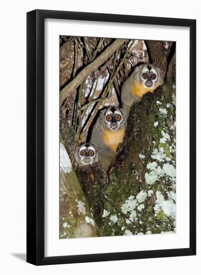 Three-striped Owl Monkeys-Tony Camacho-Framed Photographic Print