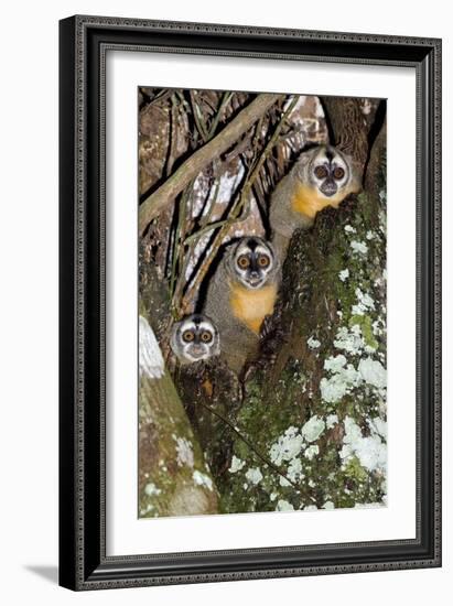 Three-striped Owl Monkeys-Tony Camacho-Framed Photographic Print