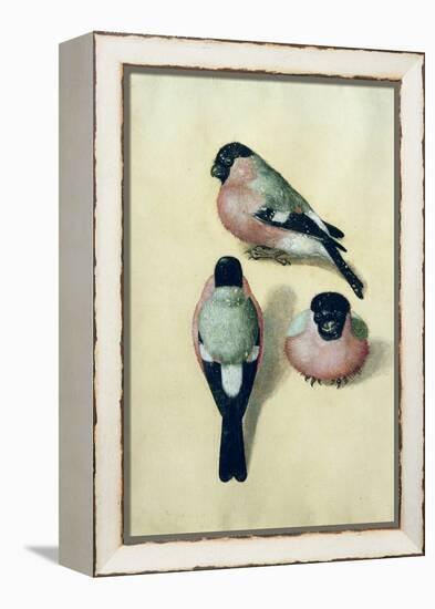 Three Studies of a Bullfinch-Albrecht Dürer-Framed Premier Image Canvas