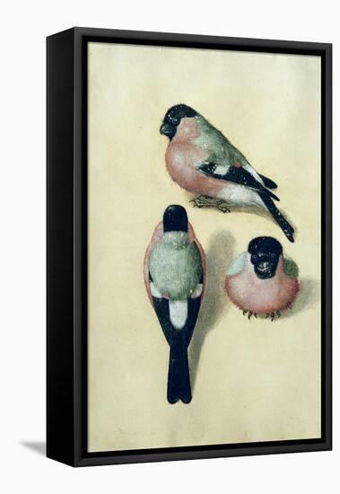 Three Studies of a Bullfinch-Albrecht Dürer-Framed Premier Image Canvas