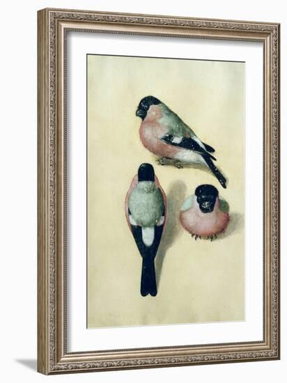 Three Studies of a Bullfinch-Albrecht Dürer-Framed Giclee Print