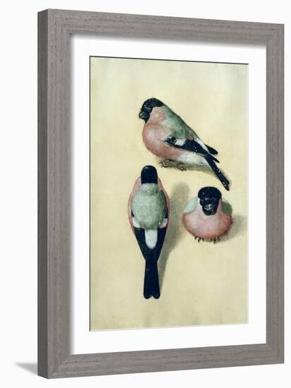 Three Studies of a Bullfinch-Albrecht Dürer-Framed Giclee Print