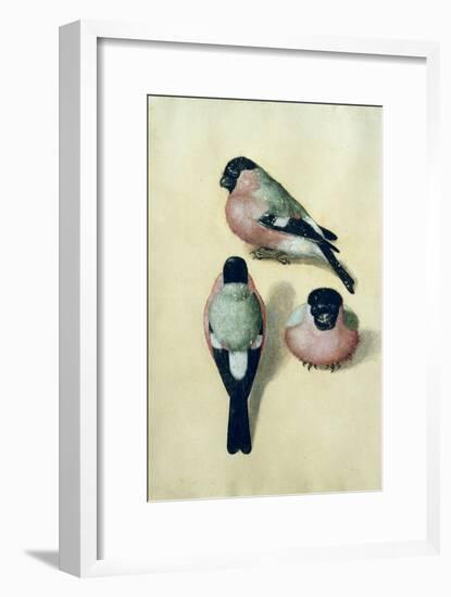 Three Studies of a Bullfinch-Albrecht Dürer-Framed Giclee Print