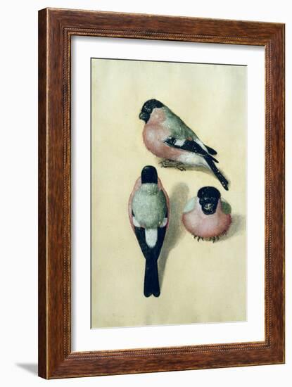 Three Studies of a Bullfinch-Albrecht Dürer-Framed Giclee Print