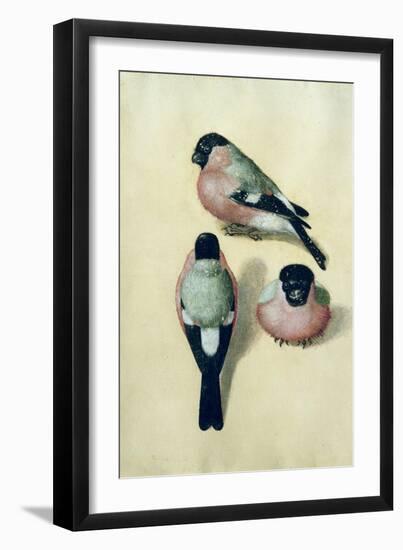 Three Studies of a Bullfinch-Albrecht Dürer-Framed Giclee Print