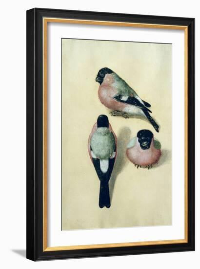 Three Studies of a Bullfinch-Albrecht Dürer-Framed Giclee Print