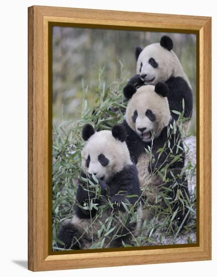 Three Subadult Giant Pandas Feeding on Bamboo Wolong Nature Reserve, China-Eric Baccega-Framed Premier Image Canvas